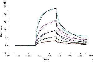 Surface Plasmon Resonance (SPR) image for CD58 (CD58) (AA 29-215) protein (Fc Tag) (ABIN7274195)