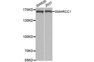 Western Blotting (WB) image for anti-SWI/SNF Related, Matrix Associated, Actin Dependent Regulator of Chromatin, Subfamily C, Member 1 (SMARCC1) antibody (ABIN1877114) (SMARCC1 Antikörper)