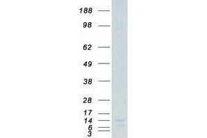 Validation with Western Blot (VAMP8 Protein (Myc-DYKDDDDK Tag))