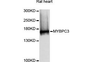 Western blot analysis of extracts of rat heart, using MYBPC3 antibody (ABIN6291566) at 1:3000 dilution. (MYBPC3 Antikörper)