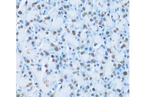 Immunohistochemistry of paraffin-embedded Rat pancreas using HNF4A Polyclonal Antibody at dilution of 1:100 (40x lens). (HNF4A Antikörper)