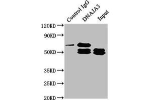 Immunoprecipitating DNAJA3 in Hela whole cell lysate Lane 1: Rabbit control IgG instead of ABIN7150498 in Hela whole cell lysate. (DNAJA3 Antikörper  (AA 86-184))