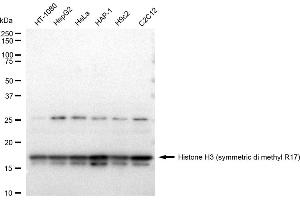 Western blotting analysis using Histone H3 (symmetric di methyl R17) antibody (ABIN7798966).