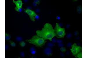 Anti-HSPA1A mouse monoclonal antibody (ABIN2453147) immunofluorescent staining of COS7 cells transiently transfected by pCMV6-ENTRY HSPA1A (RC200270). (HSP70 1A Antikörper)