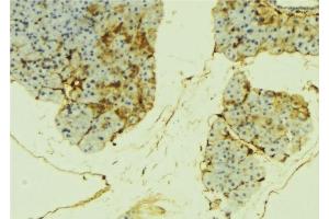 ABIN6276287 at 1/100 staining Mouse liver tissue by IHC-P. (alpha Fetoprotein Antikörper  (C-Term))