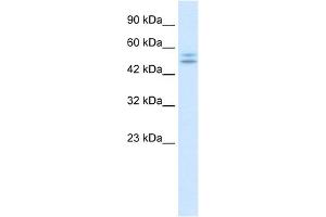 WB Suggested Anti-P2RX2 Antibody Titration:  0. (P2RX2 Antikörper  (N-Term))