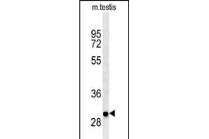 ITGB1BP3 Antibody (Center) (ABIN650725 and ABIN2839412) western blot analysis in mouse testis tissue lysates (35 μg/lane). (ITGB1BP3 Antikörper  (AA 156-186))