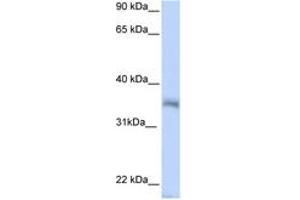 Image no. 1 for anti-Hexamthylene Bis-Acetamide Inducible 2 (HEXIM2) (N-Term) antibody (ABIN6743044) (HEXIM2 Antikörper  (N-Term))