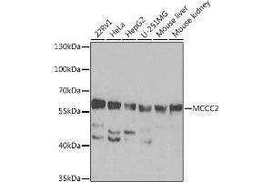 Western blot analysis of extracts of various cell lines, using MCCC2 Rabbit pAb  at 1:1000 dilution. (MCCC2 Antikörper  (AA 284-563))