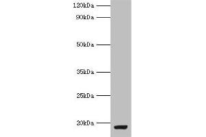 Western blot All lanes: MYDGF antibody at 9 μg/mL + MCF-7 whole cell lysate Secondary Goat polyclonal to rabbit IgG at 1/10000 dilution Predicted band size: 19 kDa Observed band size: 19 kDa (MYDGF Antikörper  (AA 32-173))