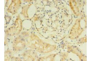 Immunohistochemistry of paraffin-embedded human kidney tissue using ABIN7175049 at dilution of 1:100 (C2ORF69 Antikörper  (AA 117-269))
