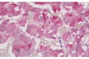 (ABIN185040) (5 μg/mL) staining of paraffin embedded Human Adrenal Gland. (FOXL2 Antikörper  (C-Term))