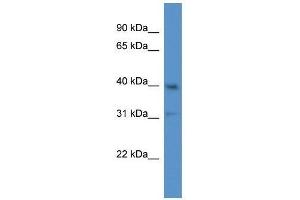 Western Blot showing Slc9a3r2 antibody used at a concentration of 1. (SLC9A3R2 Antikörper  (N-Term))