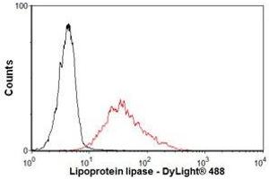 Image no. 1 for anti-Lipoprotein Lipase (LPL) antibody (ABIN1042621) (Lipoprotein Lipase Antikörper)
