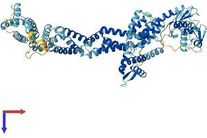 Cullin 2 Protein (CUL2) (AA 1-745) (His tag)
