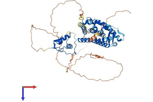 ESR2 Protein (AA 1-530) (His tag)