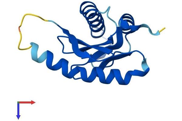 TRAPPC2L Protein (AA 1-140) (His tag)