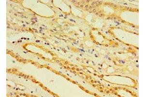 Immunohistochemistry of paraffin-embedded human kidney tissue using ABIN7151448 at dilution of 1:100 (EGLN3 Antikörper  (AA 1-120))