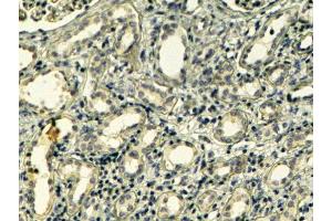 ABIN2560347 (4µg/ml) staining of paraffin embedded Human Kidney. (Tensin 1 Antikörper  (C-Term))