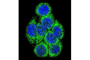 Confocal immunofluorescent analysis of CYP3A43 Antibody (Center) (ABIN652422 and ABIN2842088) with 293 cell followed by Alexa Fluor 488-conjugated goat anti-rabbit lgG (green). (CYP3A4 Antikörper  (AA 242-270))