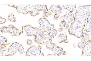 Detection of GH in Human Placenta Tissue using Polyclonal Antibody to Growth Hormone (GH) (Growth Hormone 1 Antikörper  (AA 28-217))