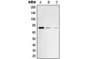 Western blot analysis of SYK (pY348) expression in Raji (A), THP1 (B), mouse spleen (C) whole cell lysates.