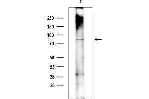 anti-KIAA1958 (KIAA1958) antibody