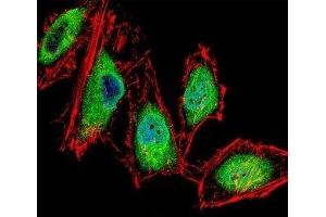 Fluorescent confocal image of HeLa cells stained with RUNX3 antibody. (RUNX3 Antikörper  (AA 168-197))
