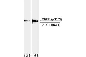 Western blot analysis of CREB (pS133) / ATF-1 (pS63). (CREB and ATF-1 (pSer133) Antikörper)