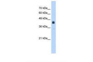 Image no. 1 for anti-Ubiquitin Specific Peptidase 16 (USP16) (AA 51-100) antibody (ABIN1104943) (USP16 Antikörper  (AA 51-100))