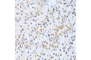 Immunohistochemistry of paraffin-embedded rat kidney using CDK4 Antibody. (CDK4 Antikörper  (AA 1-303))