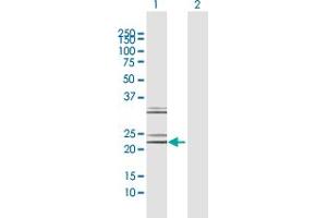 Western Blot analysis of NTF4 expression in transfected 293T cell line by NTF4 MaxPab polyclonal antibody.