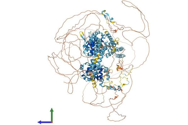 EIF4G3 Protein (AA 1-1579) (His tag)