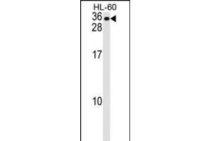 MS4A7 Antibody (Center) (ABIN1537837 and ABIN2848607) western blot analysis in HL-60 cell line lysates (35 μg/lane).