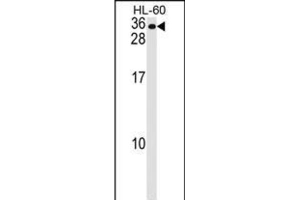 MS4A7 Antikörper  (AA 137-164)