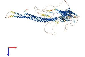SRGAP2 Protein (AA 1-1071) (His tag)