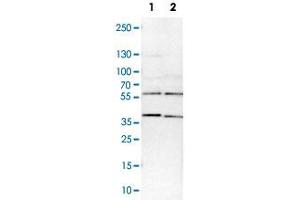 Western Blot analysis of Lane 1: NIH-3T3 cell lysate (mouse embryonic fibroblast cells) and Lane 2: NBT-II cell lysate (Wistar rat bladder tumor cells) with SMARCE1 polyclonal antibody .
