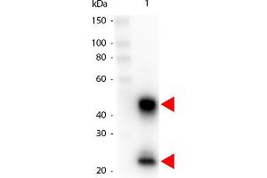 Western Blot of Peroxidase conjugated Goat anti-Mouse IgG antibody. (Ziege anti-Maus IgG (Heavy & Light Chain) Antikörper (HRP))