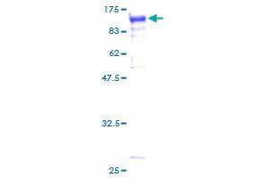 STAT3 Protein (AA 1-769) (GST tag)