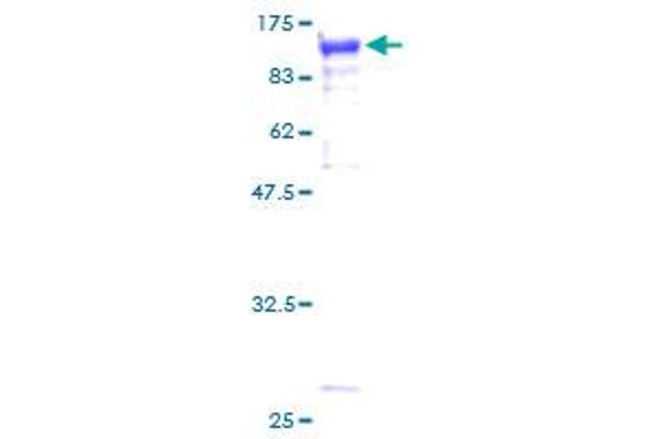 STAT3 Protein (AA 1-769) (GST tag)