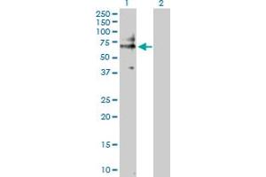 Western Blot analysis of CD19 expression in transfected 293T cell line by CD19 MaxPab polyclonal antibody. (CD19 Antikörper  (AA 1-556))