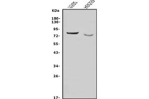 Western blot analysis of Nectin 3/NECTIN3 using anti-Nectin 3/NECTIN3 antibody (ABIN7602666).