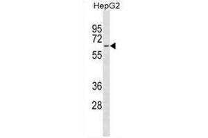 MFSD4 Antibody (Center) (ABIN1881541 and ABIN2838615) western blot analysis in HepG2 cell line lysates (35 μg/lane). (MFSD4 Antikörper  (AA 262-290))