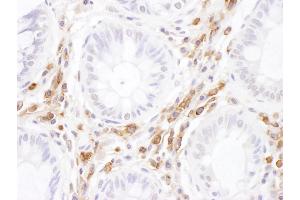 Immunohistochemistry (IHC) image for anti-Intercellular Adhesion Molecule 3 (ICAM3) (AA 497-547) antibody (ABIN7455023) (ICAM-3/CD50 Antikörper  (AA 497-547))