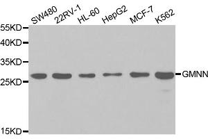 Western blot analysis of extracts of various cell lines, using GMNN antibody (ABIN5973061) at 1/1000 dilution. (Geminin Antikörper)