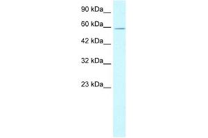 XRCC5 antibody used at 1. (XRCC5 Antikörper)
