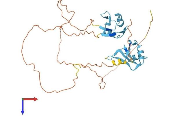 HNRNPH3 Protein (AA 1-346) (His tag)