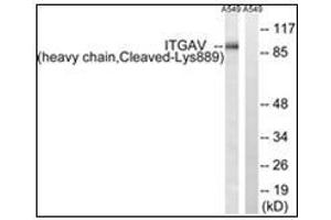 Western blot analysis of extracts from A549 cells, treated with etoposide 25uM 1h, using ITGAV (heavy chain,Cleaved-Lys889) Antibody. (CD51 Antikörper  (C-Term))