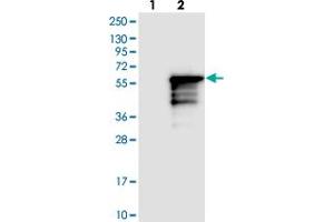 Western blot analysis of Lane 1: Negative control (vector only transfected HEK293T lysate), Lane 2: Over-expression Lysate (Co-expressed with a C-terminal myc-DDK tag (~3. (KLF17 Antikörper)