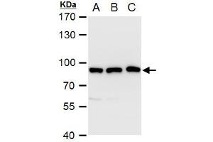 WB Image VPS35 antibody [C3], C-term detects VPS35 protein by western blot analysis. (VPS35 Antikörper  (C-Term))